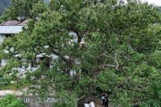 武汉这棵板栗树126岁了，每年结板栗上百斤