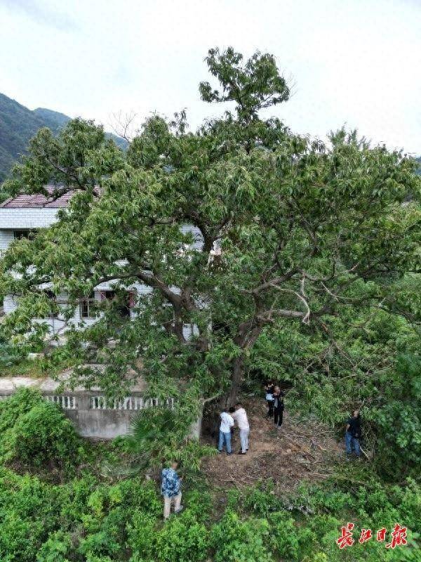 武汉这棵板栗树126岁了，每年结板栗上百斤