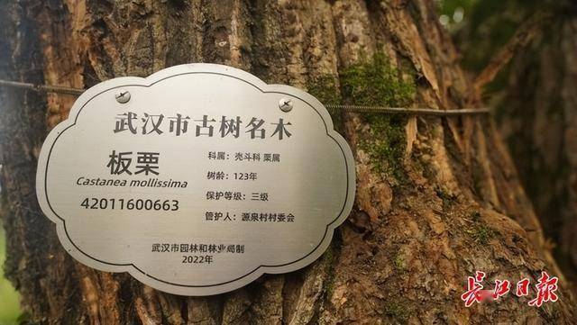 武汉这棵板栗树126岁了，每年结板栗上百斤