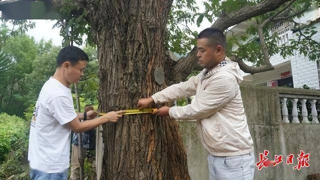 武汉这棵板栗树126岁了，每年结板栗上百斤