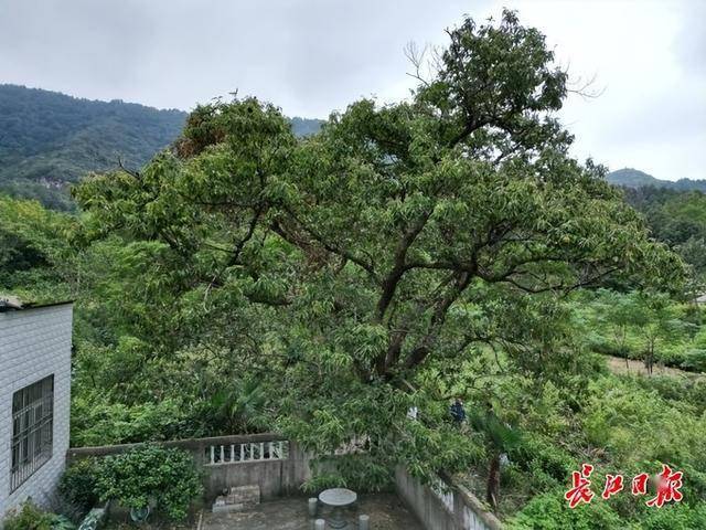 武汉这棵板栗树126岁了，每年结板栗上百斤