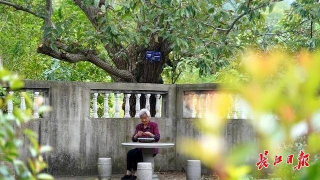武汉这棵板栗树126岁了，每年结板栗上百斤